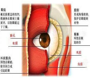 眼睑是保护眼球和维持眼位的重要器官,其结构较复杂,主要包括皮肤,皮
